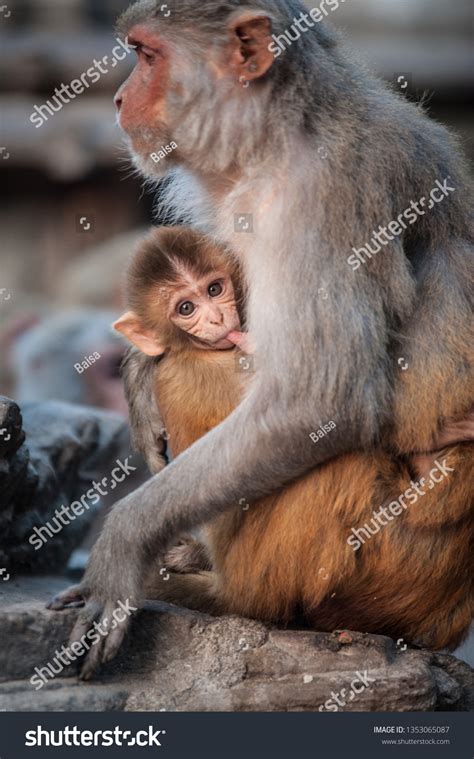 Monkey Mother Breastfeeding Her Baby Near Stock Photo 1353065087 ...