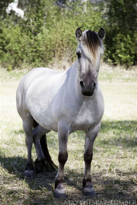 ☀Lita Grå Grey fjords are the prettiest | Horses, Fjord horse, Rare horses