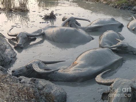 Medium shot of a group of Water Buffalos Wallowing in a Mud Hole Photograph by Jason Rosette ...