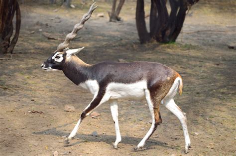 Blackbuck "EMPOWER IAS" | Empower IAS