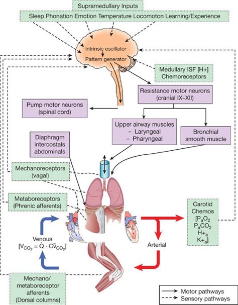 Respiratory System Response to Exercise in Health | Thoracic Key