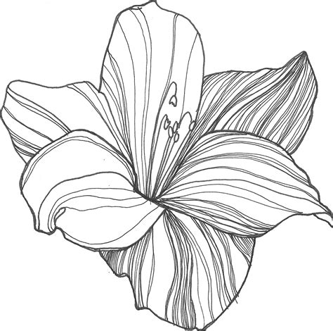 Free Line Drawing Of A Flower, Download Free Line Drawing Of A Flower png images, Free ClipArts ...