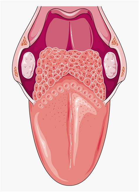 Download The Image - Tongue Anatomy Png , Free Transparent Clipart ...