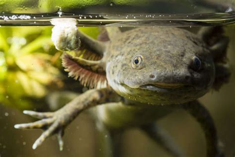 Axolotl Regeneration: All the Details About this Amazing Phenomenon! - Embora Pets