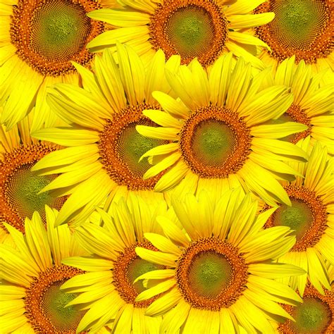 Sunflowers Background Wallpaper Free Stock Photo - Public Domain Pictures