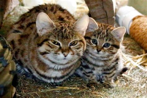 Utah zoo welcomes in world's deadliest cat arrives at