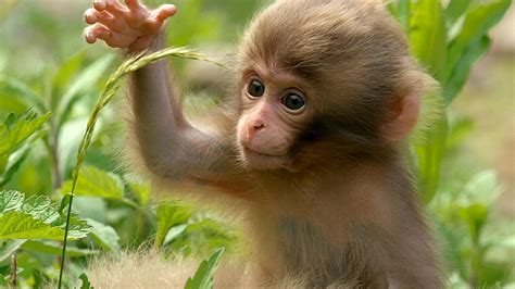 Snow Monkeys in Japan: Photos Through The Seasons | Nature | PBS