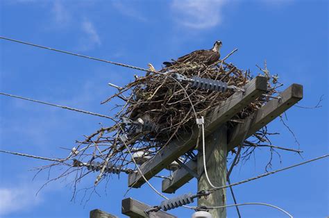 Osprey Bird Of Prey - Free photo on Pixabay - Pixabay