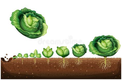 A Cycle of Growth of a Cabbage Plant. Crop Stages of Headed Cabbage. Growing Cabbage Plants ...