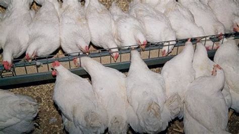 An Introduction to Feeding Broiler Breeder Hens - VAL-CO