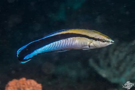 Cleaner Wrasse Facts and Photogarphs | Seaunseen