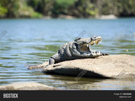 Mugger Crocodile Image & Photo (Free Trial) | Bigstock