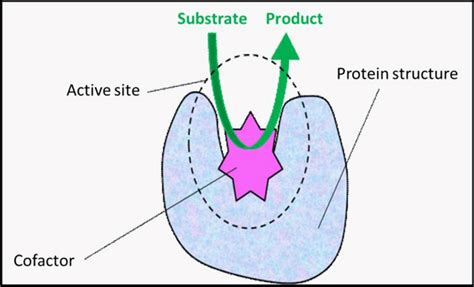 Scheme of enzyme structure showing protein structure, cofactor, and... | Download Scientific Diagram