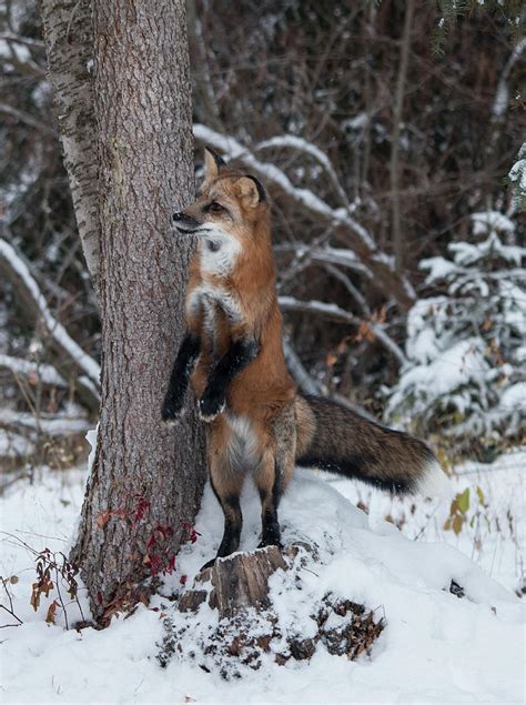 Red Fox Standing Photograph by Teresa Wilson - Pixels