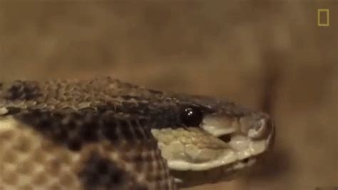 Snake Hisss GIF - Snake Hisss Scary - Descobrir e Compartilhar GIFs