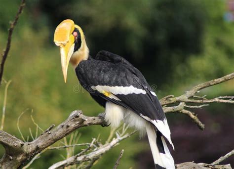 Great hornbill stock photo. Image of bill, beauty, beak - 99624354