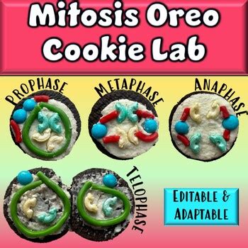 Modeling Mitosis with Oreo Cookies Lab Activity by Science With Grapes