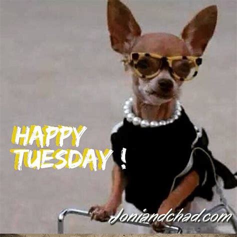 Happy Tuesday Dogs