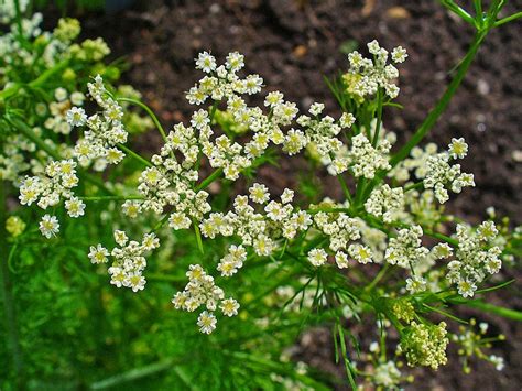 HOW TO GROW CARAWAY FROM SEED |The Garden of Eaden