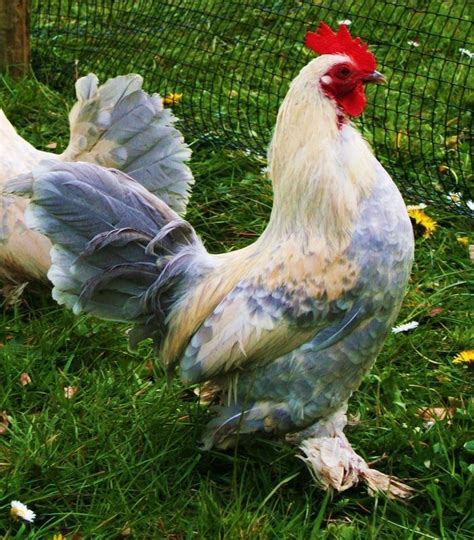 Rare Chicken Breeds Rosie's rare breed poultry | Chickens backyard ...