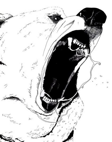 Polar Bear Roaring Drawing