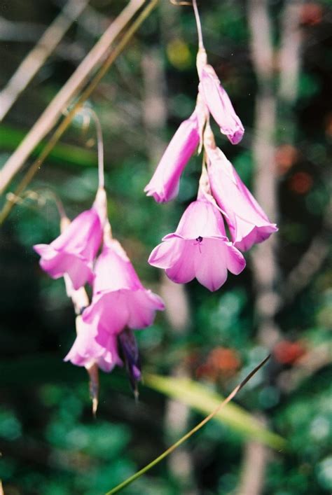 Dierama pendulum – Growwild