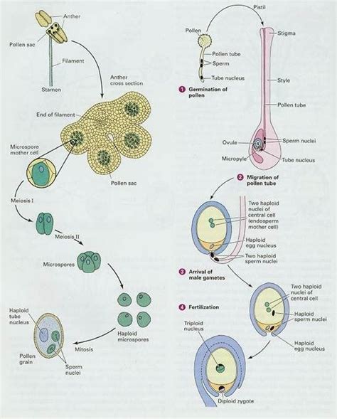 microsporogenesis and megasporogenesis | Plant science, Biology plants, Biology classroom