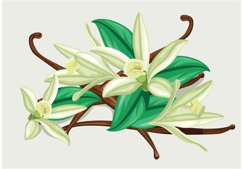 Vanilla Flower Vector 85763 Vector Art at Vecteezy