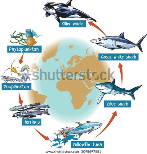 Ocean Food Chain Diagram For Kids