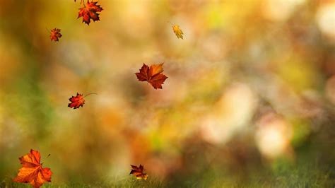 Fall Wallpaper Autumn Leaves