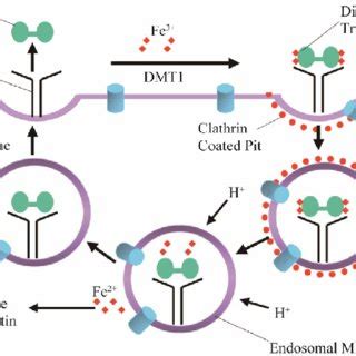 The transferrin cycle and the transferrin receptor 1-mediated cellular... | Download Scientific ...