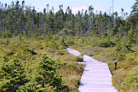 Field Notes and Photos: West Quoddy Head State Park. Lubec, Maine