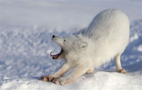 Surprisingly Fantastic Facts About the Arctic Fox