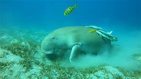 Dugong Marsa Alam (Egypt) - Dugong Trips