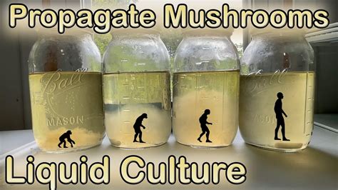 Propagate any Mushroom | Simple Liquid Culture Method - YouTube