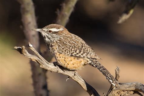 Arizona State Bird | Cactus Wren