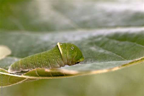 "Tiger Swallowtail Caterpillar Macro" by Stocksy Contributor "Brandon ...