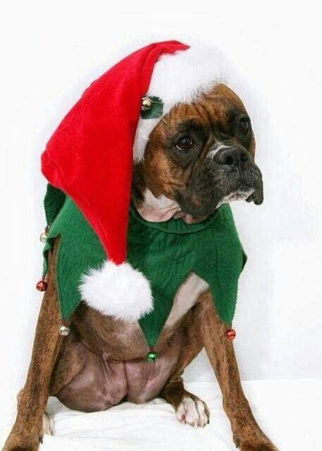 Pin by Ken Drake on Christmas | Boxer dogs, Boxer dog breed, Boxer puppies