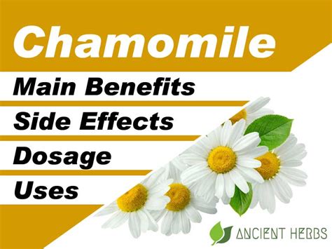 Chamomile Benefits, Uses, Dosage & Side Effects