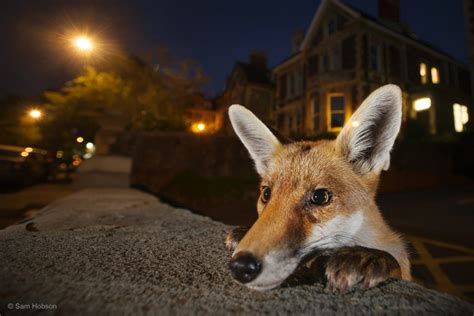 Superb Wildlife Photography Returns To London | Londonist