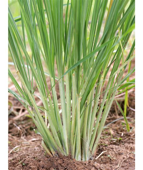 Lemongrass | 8 Plants That Repel Bugs | Real Simple