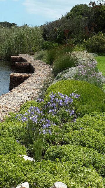 Fynbos Gardens Hermanus | Fynbos, Waterwise garden, Beautiful gardens