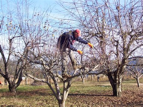 Apple Tree Care: How to Plant and Maintain Apple Trees