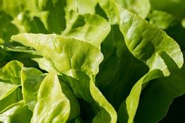 Chinese Cabbage Salad Leaf Lettuce - Free photo on Pixabay