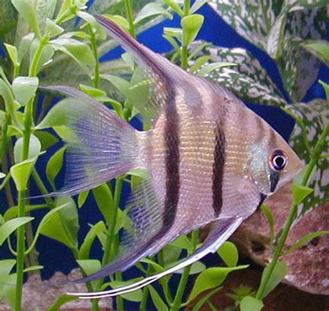 Everything You Need to Know About Freshwater Angelfish