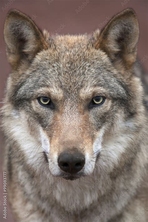 A young european wolf female with soiled nose, looking straight into ...