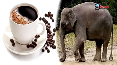 हाथी के शौच से बनी दुनिया की सबसे महंगी कॉफी | World's Costliest Coffee ...