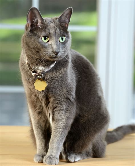 Korat Cat Breed Profile | Litter-Robot