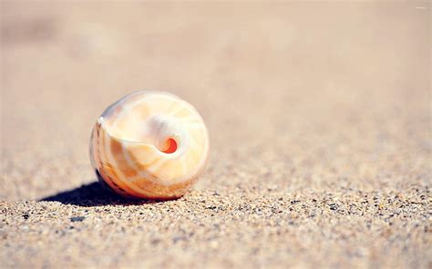 Shell in the sand HD wallpaper | Pxfuel