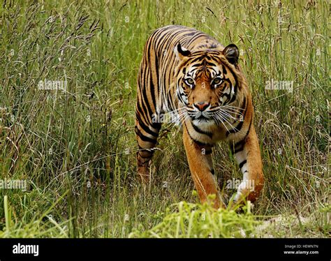 Javan tiger hi-res stock photography and images - Alamy